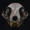 1ピース本物の動物の頭蓋骨標本 - 大人/手作り、染色ブラウン210811