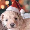 Chapeaux de noël en peluche rouge pour animaux de compagnie, pour chien et chat, décorations de joyeux noël, casquette pour la maison, cadeau de bonne année, XD24933