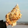 Novelty artiklar Big Conch Shell Inredning Marine Dekoration Sea Natural Ornaments Wedding Festival Party