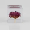 Resina Rose Daisy Cubo Dente-de-leão Cristal Vidro Pessoa Real Planta Natural Espécime Feng Shui Flores Xmas Presente com madeira Caixa 210727