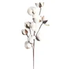 Bawełniane kwiaty sztuczne rośliny naturalnie suszone kwiatowy gałąź DIY prezenty domu dekoracji weselnych domu sztuczna bawełna suszony kwiat wystrój