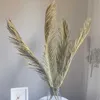 1pc natuurlijke gedroogde bloem palm blad fan plant boom verlaat home tuin bruiloft partij woonkamer slaapkamer tafel decoratie 211023