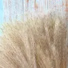 Dekorativa Blommor Kransar 50st Real Grassmark Torkad Små Pampas Grass Bröllop Blomma Bunch Naturliga Växter Dekor Hem