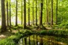 Wallpapers Papel De Parede Sunshine Forest Lake Natural Landscape 3d Wallpaper Mural,living Room Tv Wall Bedroom Papers Home Decor