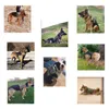Serviço Tático Colete Cão Respirável Roupas de Cão Militar K9 Arnês Ajustável Tamanho Treinamento Caça Molle Dog Harness Tático 211106