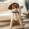 Collari per cani Guinzagli Accessori per animali domestici Collare regolabile in pelle artificiale con fibbia in metallo per taglia medio-piccola