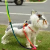 Собака ошейники поводки одиночная распродажа мода красочные домашние повязки ремня с мягкой удобной ручкой