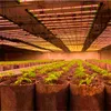 amazon TOP bloomevg LED Grow Light full spectrum 3000K+6500K commercial grows LED grow light