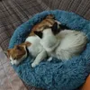 Cama de gato redonda cachorro de cachorro de pelúcia longa Casa de canil casa super macio sofá de tapete de algodão para cachorro chihuahua animais cama de animal de estimação para cama de cachorro de gato 210224