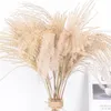 Decoratieve Bloemen Kransen 50 Stuks Echte Gedroogde Kleine Pampas Gras Bruiloft Bloem Bos Natuurlijke Planten Decor Thuis Phragmites6256721