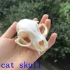 1pcs Taxidermy real animal Skull specimen Collectibles Study 210607