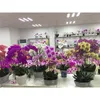 95 cm 9 têtes de fleurs artificielles real touch latex papillon orchidée décor bureau maison mariage de Noël PU fleurs artificielles pot Y201020