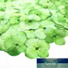 Produkter för hantverk Färgabsorption Hydrangea Real pressad blomma Partihandel Gratis leverans 1 pack / 100pcs) 1