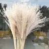Gedroogde bloem 50 stks / partij groothandel phrag mites natuurlijke gedroogde decoratieve pampas gras voor thuis bruiloft decoratie bloem bos 56-60cm