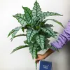 76cm / 55cm Stora konstgjorda Monstera Tropiska Växter Fake Palm Tree Plast Maranta lämnar stor växt för hemmakontor dekoration 210624