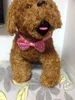 100 st lot Dog Apparel Pet Puppy Tie Bow Ties Cat Slyckor Grooming Supplies for Small Middle 4 Model LY05248B