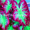 100 pezzi Semi Nuovo Rainbow Caladium Bonsai, fiori perenni per giardino a casa Beautify in Balcony Bonsai Erba Evergreen Erba Grollare naturale Varietà di colori freschi vistosi
