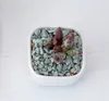 Succulents vlezig planten pot witte kleur keramiek eenvoud mode mini bloempot office desktop decoratie nieuwe aankomst