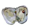 Ostras al por mayor con perlas naturales teñidas dentro de ostras abiertas en casa ostras de perlas en envasado al vacío