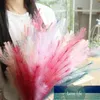 5 pcs Colorful pampas grass phragmites artificial dried flowers wedding home decor natural bouquets of dried flowers eucalyptus