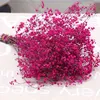 Flor Seca Natural Real Proservada الزهور الأبدية Gypsophila زهرة الزفاف باقة ديكور المنزل بابيسبريث زهرة 21112255s