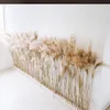 Gedroogde bloem 50 stks / partij groothandel phrag mites natuurlijke gedroogde decoratieve pampas gras voor thuis bruiloft decoratie bloem bos 56-60cm