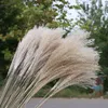 Gedroogde bloem 50 stks / partij groothandel phrag mites natuurlijke gedroogde decoratieve pampas gras voor thuis bruiloft decoratie bloem bos 56-60cm