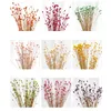 本物の幸せな花の小さな乾燥花ブーケドライフラワープレスミニの装飾写真写真背景装飾Y0630