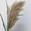 20 stks Pampas Grass Christmas Decorations Flower Bunch