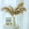 Decoratieve bloemen kransen 5 stks Nordic Reed gedroogde natuurlijke pluizige veren planten voor thuis bruiloft decoratie 55cm y8g1