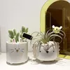 Corgi Succulentents Цветочный горшок керамический маленький животных мини садовый завод украшения дома 210615