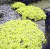 Tuin decoraties 500 stks rock cress showy bloemzaden voor bonsai planten zuiveren de lucht absorberen schadelijke gassen De kieming tarief 95% snel groeiend plant seizoen