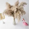 Decoratieve bloemen kransen 10pc / 20 stks echte pampas gras decor natuurlijke gedroogde planten bruiloft droge bloemboeket kerst vakantie huis