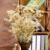 装飾的な花の花輪の自然な新鮮な乾燥保存gypsophila Paniculata、赤ちゃんの息の花の花束の結婚披露宴の装飾