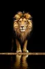 With framed African Wild Lions Canvas Posters And Prints Animals Paintings on The Wall Art Decorative Pictures for Home Wall Decor