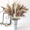 Dekorativa blommor Kransar 5 st Reed Gräs Torkade Växter Nordic Pampas Natural Phragmites Communis Wedding Flower Bunch Färg