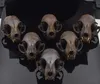 1pcs real Animal Skull specimen - Adult / Handmade, dyeing brown 210811