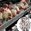 Eier sammeln Sammeln halten Schürze Ente Gänseeier Hausfrau Bauernhaus Küche Zuhause Arbeitskleidung Küchenbedarf 210622