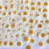 100 sztuk Biała Daisy Suszone Kwiaty Naturalny Prasowany Kwiat Dla Żywicy Mobile Telefon Case Wisiorek Bransoletka Biżuteria Materiał Dekoracji 210317