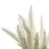 Decorative Flowers & Wreaths 20pcs Decor Wedding Home Small Pampas Reed Grass Dried Natural Phragmites Bouquets 3 Colors