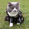 Домашние животные Дождевые пальто с капюшоном с капюшоном с капюшоном для собак одежда модный напечатанный светоотражающий животное футболка летняя кошка собаки одежда