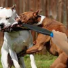 Dog Break Stick Training Produkt Ingen Slip Toy Leverantör för Medium Stor S Pitbull Terrier German Shepherd 211111
