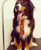 Hundebekleidung 80 stücke Große Krawatten Krawatten Mischungsfarben Einstellbar 35-56cm Pet Supplies