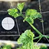 Gardengroene nylon trellis netten gaas ondersteunen klimbonen plantennetten groeien hek net verdikte lijn decoratieve bloemen kransen