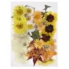 Sachet tassen natuurlijke geperste gedroogde bloemen kunstmatige droge planten decoratieve voor diy accessoires nagel ambachtelijke telefoon case hanger dwe11414