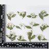 12 pièces petite branche de fée d'eau fleur séchée en relief plante spécimen livre signe vraies feuilles arbre feuille peinture bricolage accessoires