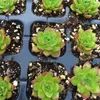 8 stks 200 cel planten zaadstarter trays kieming zaailing tuin landbouw planters potten