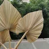 10 sztuk / 15 * 35 cm, Naturalny Suszony Fan Palm, Eternell Display Origining Flower Art Craft Home Dekoracje Ślubne Po Rekwizyty Akcesoria 211120