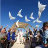 20 pcs 104 54 cm biodégradable décoration de fête de mariage blanc colombe ballon orbes paix oiseau ballon pigeons mariage hélium ballon X290N