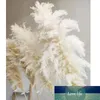 100Pcs/lot Flower head Natural Reed Dried Flower Big Pampas Grass Bouquet Wedding Flower Ceremony Decoration Modern Home Decoration